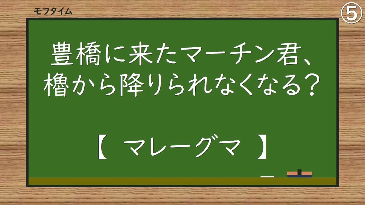 マレーグマ　マーチン：2024年11月：のんほいパーク：豊橋に来たマーチン君、櫓から降りられなくなる？