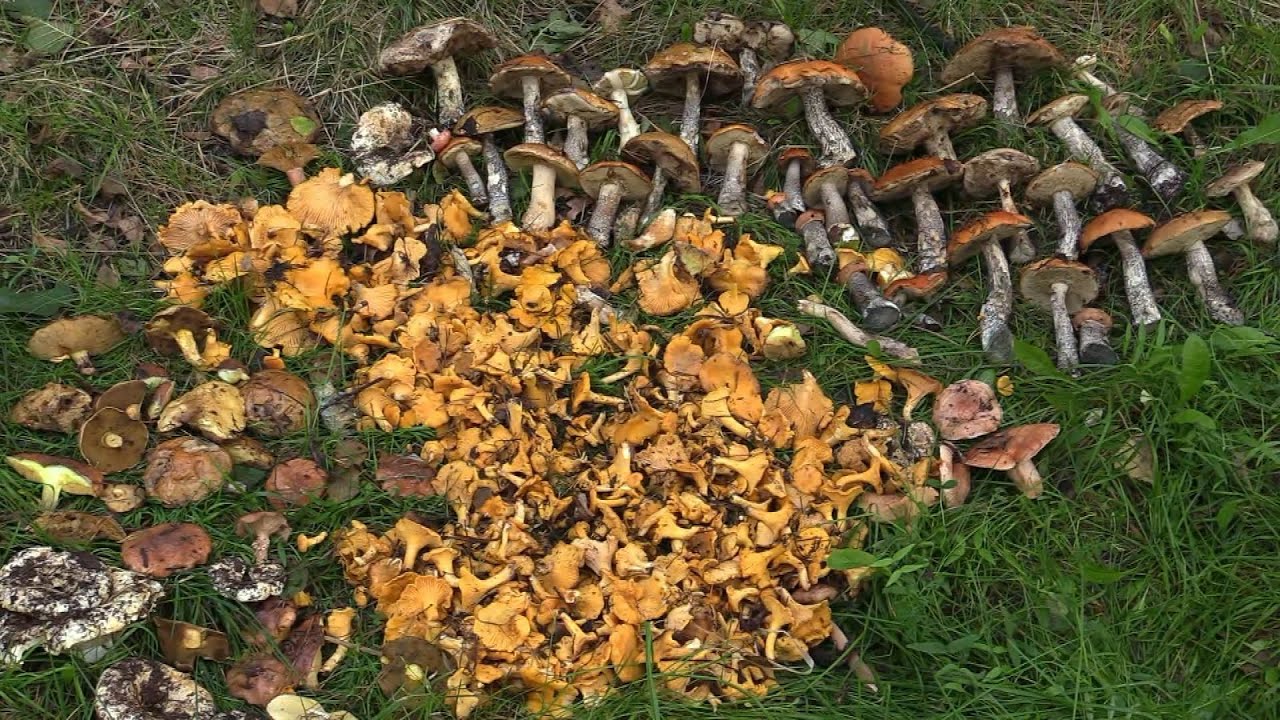 Озеро Долгое 6-7  сентября  2025   HD