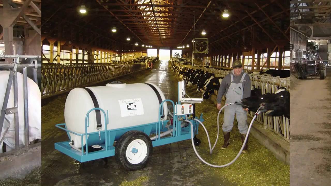 How to Properly Drench a Cow