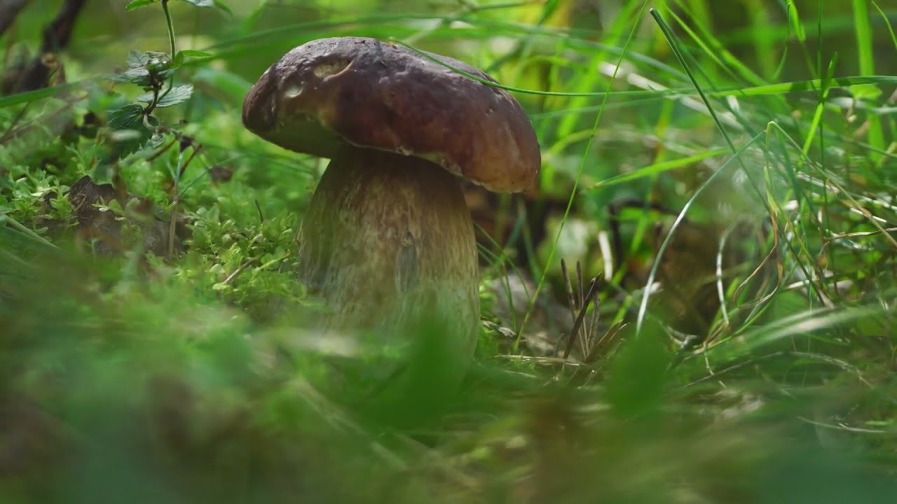 Beware of yard mushrooms—a hidden danger for dogs