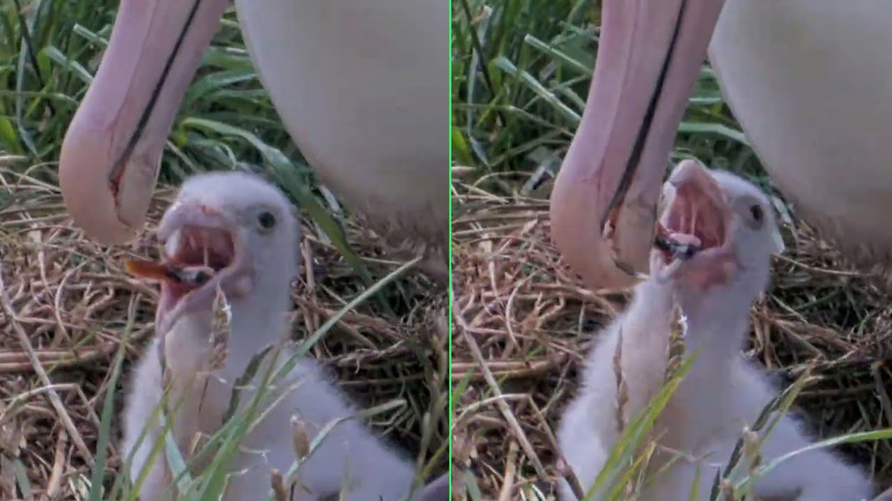 Royal Albatross~🦑Did the Little one swallow a squid beak? ~2:42 PM 2026/01/26