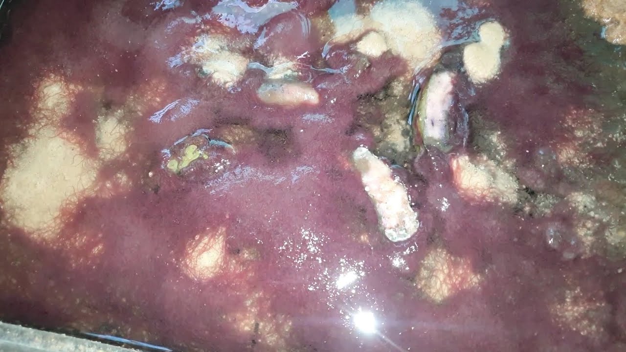 Nuôi trùn chỉ tại nhà đơn giản, hiệu quả