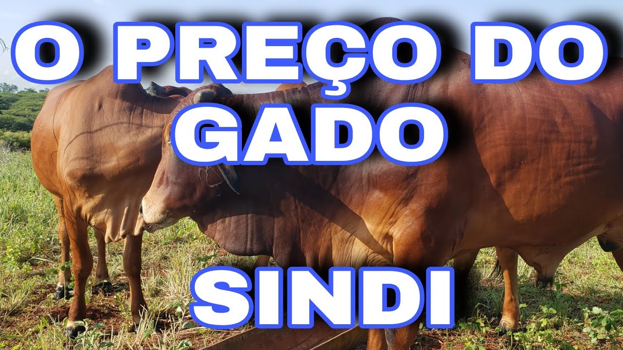 Qual pre&ccedil;o do gado SINDI?