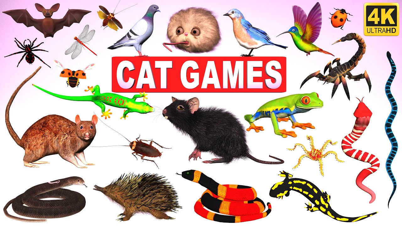 3D TV for Cats | Cat Games Compilation 😻| Ultimate Movie For Cats To Watch | 3D Cat Games on Screen
