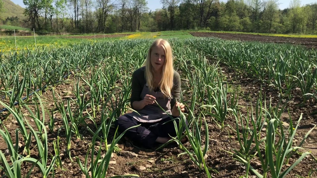 Eat Your Garlic Leaves!