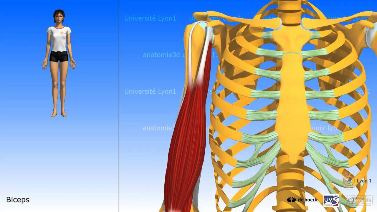 Muscle biceps brachial