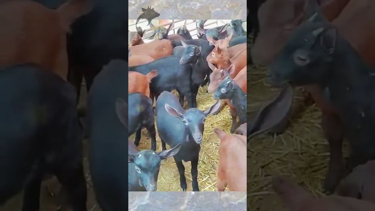 CABRA RA&Ccedil;A MURCIANA