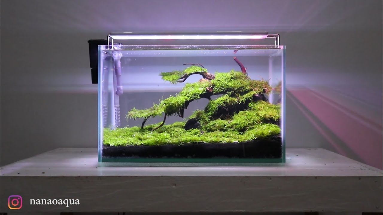 Amazing Mini Bonsai with Moss Carpet in Nano Aquascape