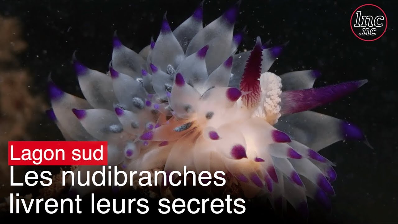 Les nudibranches du lagon Sud livrent leurs secrets