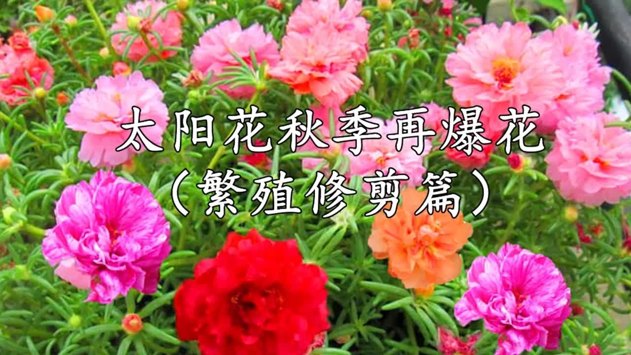 皮实好养的太阳花，秋季修剪繁殖再爆花