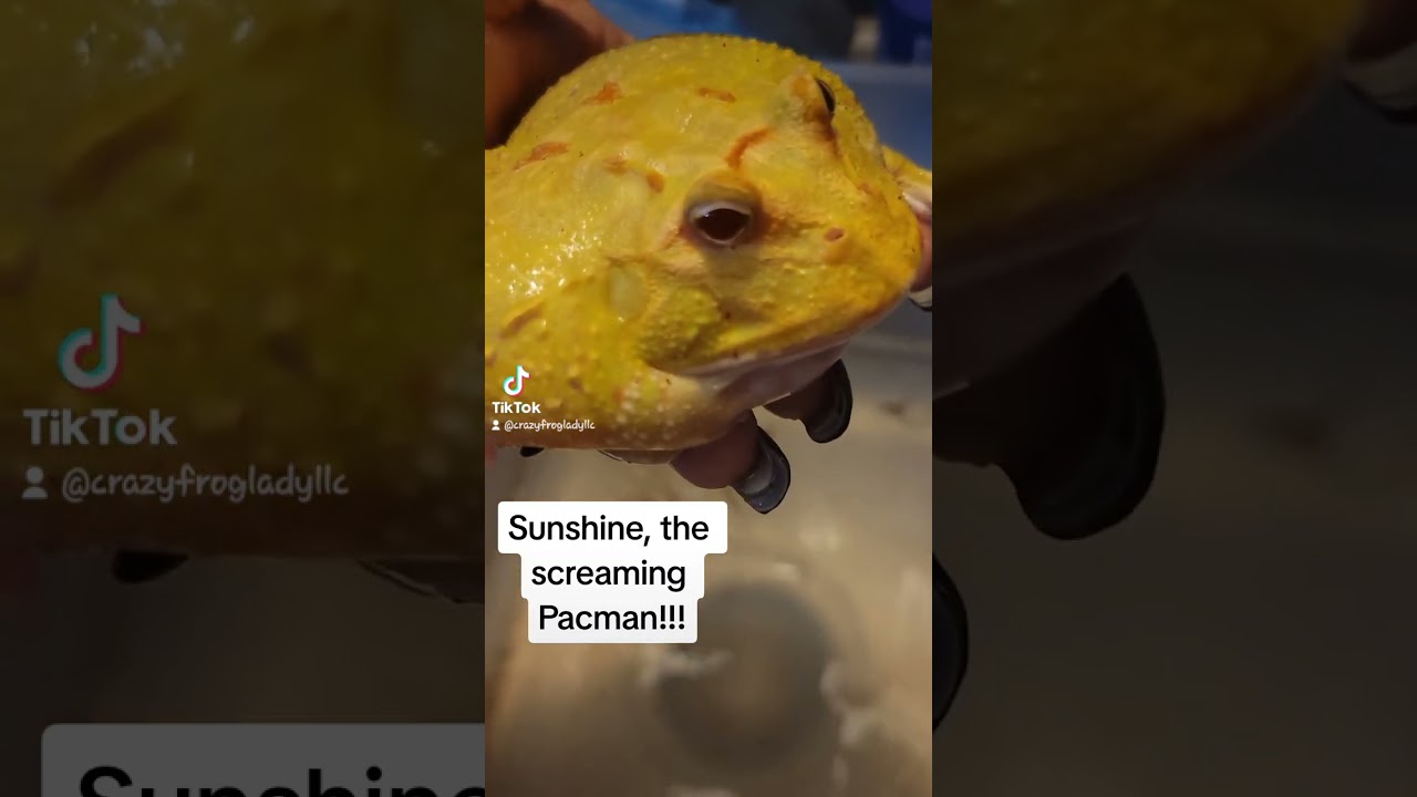 Sunshine, the screaming Pacman frog!