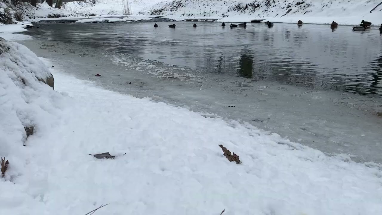 ❄️ Frozen River with Ducks | Calm Water, Birds & Winter Nature Sounds (39 MIN)