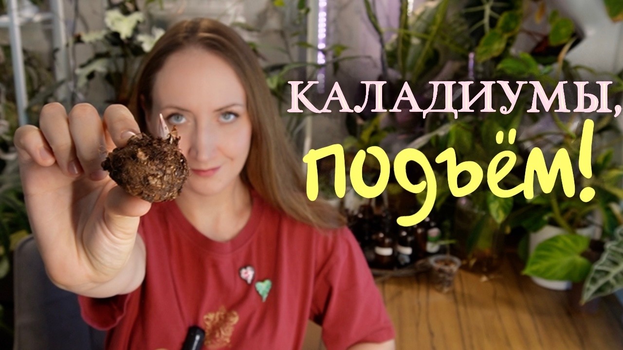 Как я Пробуждаю Каладиумы