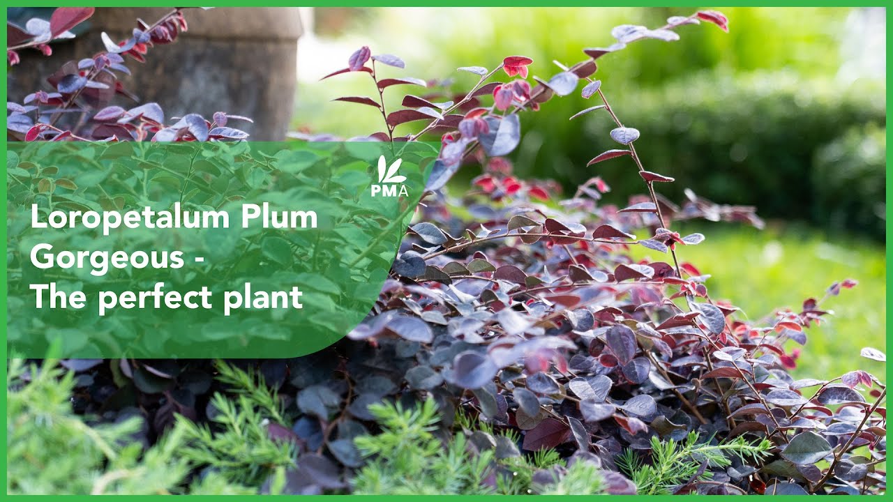 Loropetalum Plum Gorgeous - The perfect plant