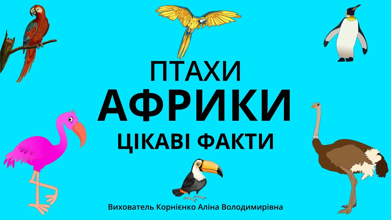 ПТАХИ АФРИКИ - Цікаві факти для дітей дошкільного віку