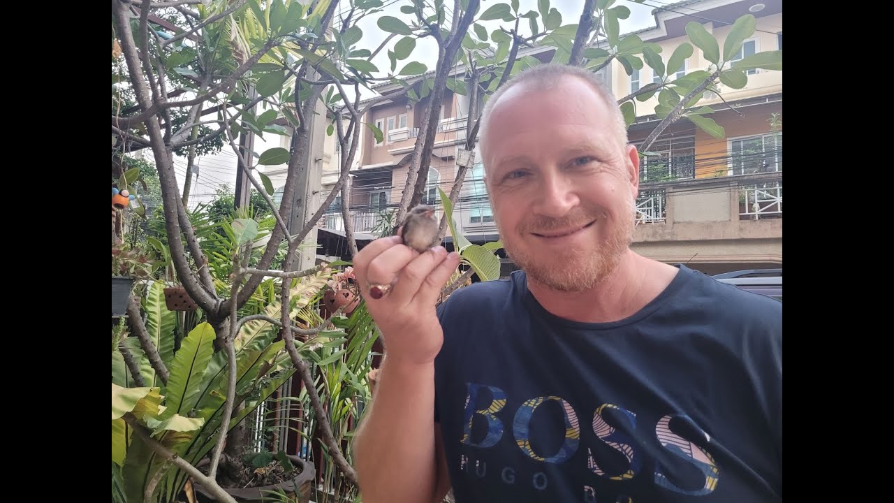 A Day with a Baby Bulbul