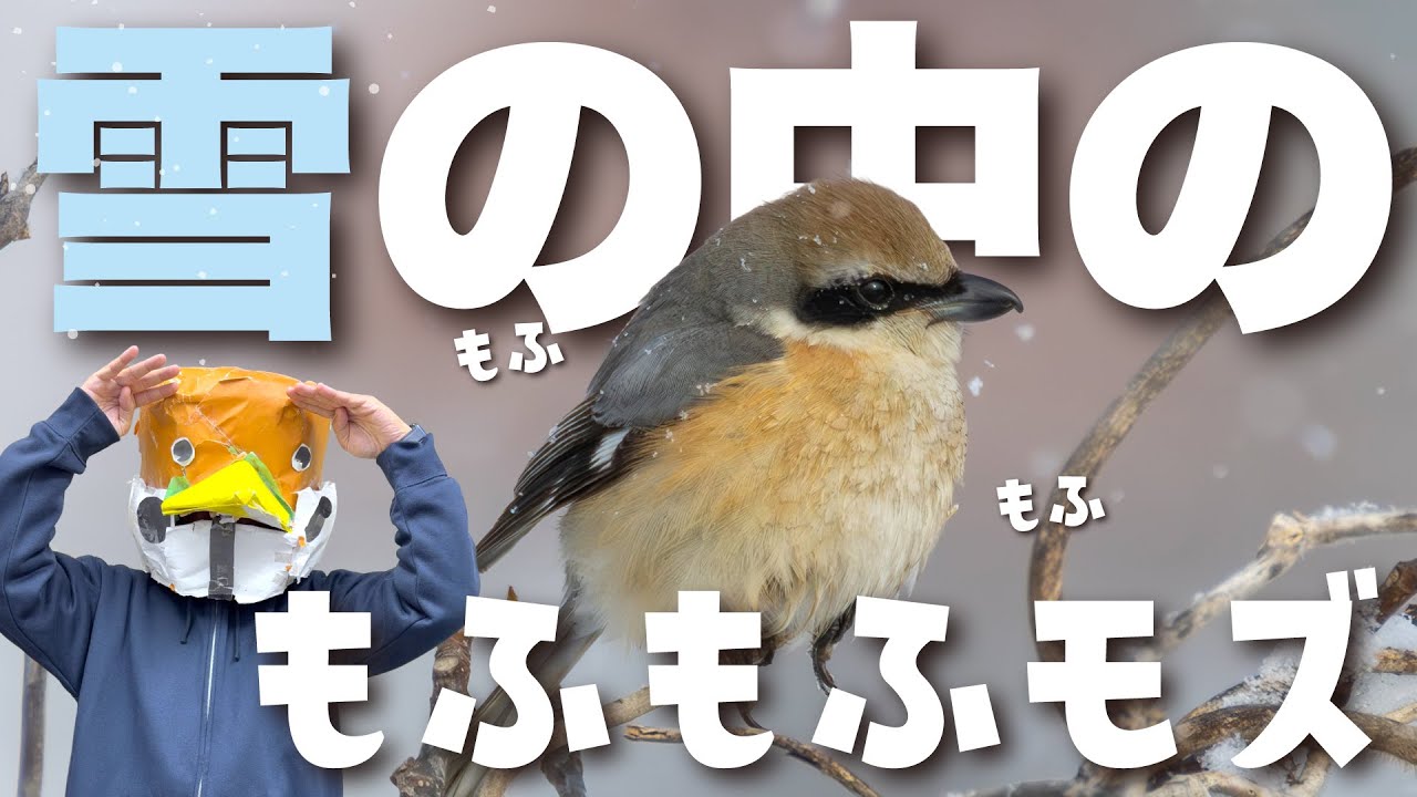 【鳥部ちゃんねる】vol.22　あの子のあの状態に遭遇！　降りしきる雪とモフモフモズ？ＳＰ( *´艸｀)
