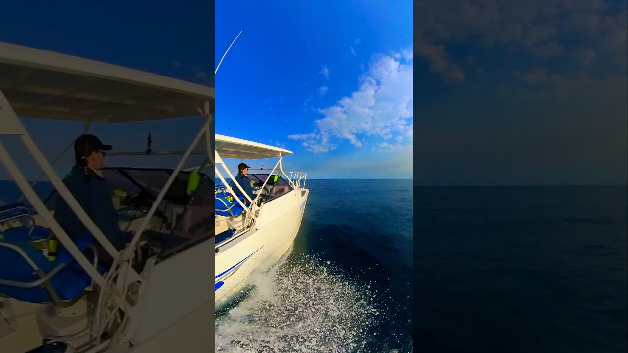 Sailfish Shelf Runner  offshore cruising.