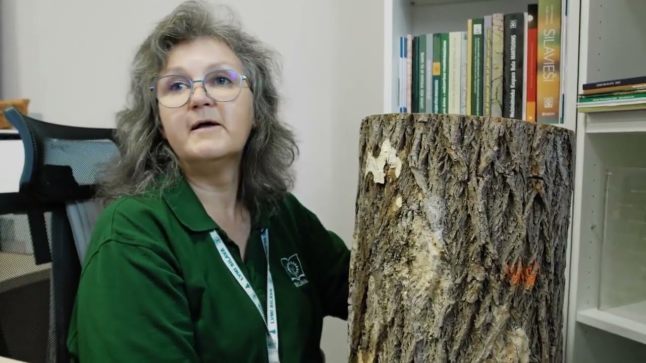 Baltais vītols 12 gadu vecumā, Dagnija Lazdiņa LVMI 
