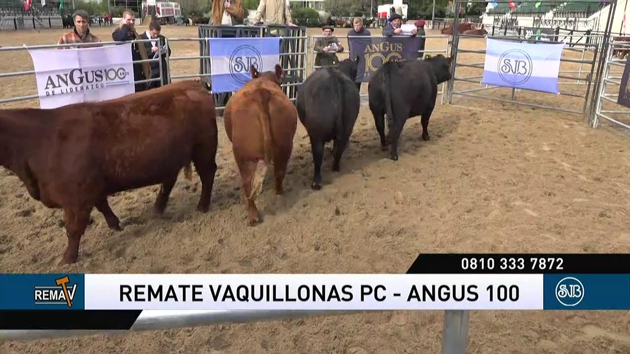 28-05-22 REMATV VQUILLONAS ANGUS 100  - SAENZ VALIENTE BULLRICH