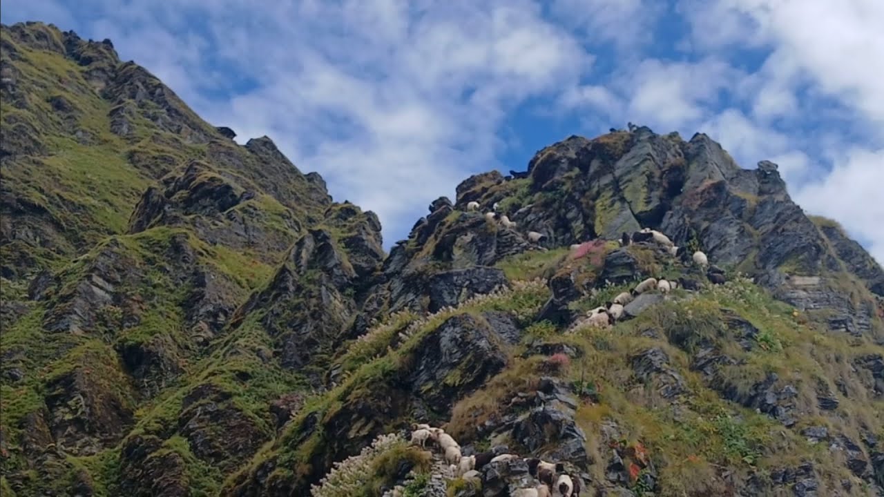 The Journey Of Sheep Herders From Villages To Mountains | Is Very Exciting,  With Nature |Real Life