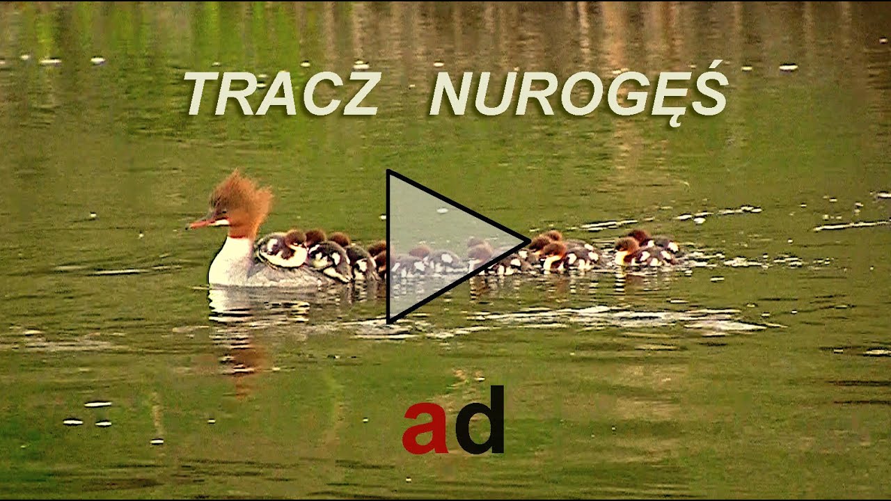 Tracz nurogęś (Mergus merganser)