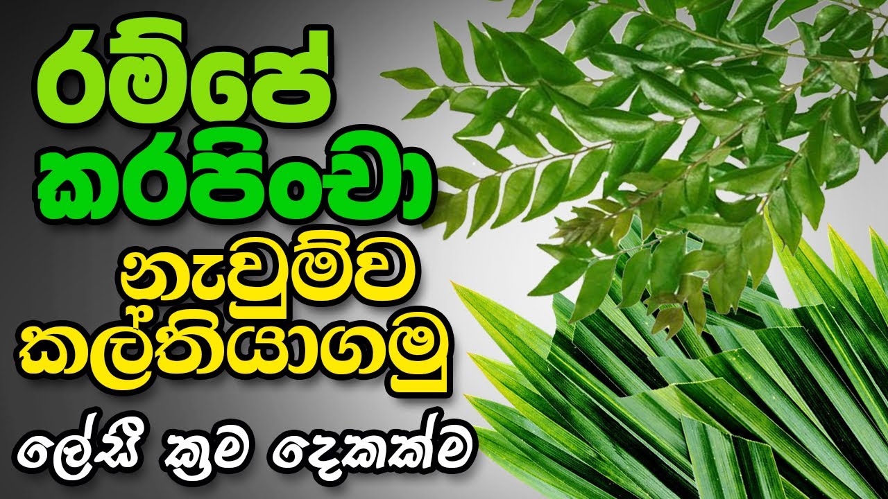 රම්පේ කරපිංචා නැවුම්ව කල්තියගන්නා ආකාර දෙකක් | How to Keep Rampe Leaves and Curry Leaves Fresh