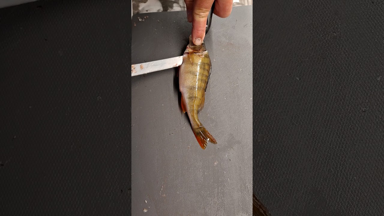 Ahvenen fileointi / Perch filleting