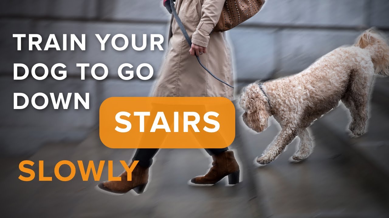 Dog Pulls You Down Stairs On Leash?