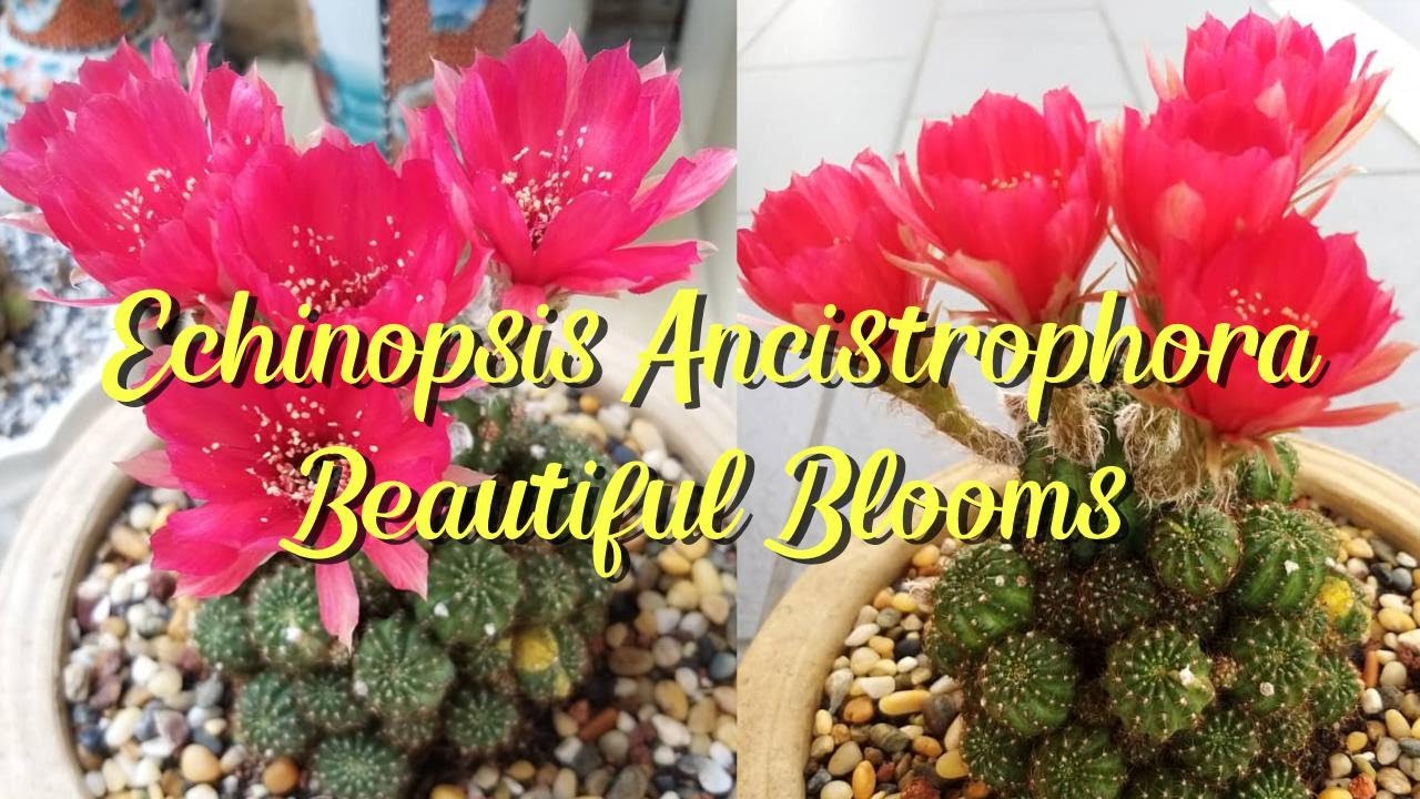 Echinopsis Ancistrophora or Lobivia Arachnacantha 🌺🌸🍀🌼🌵