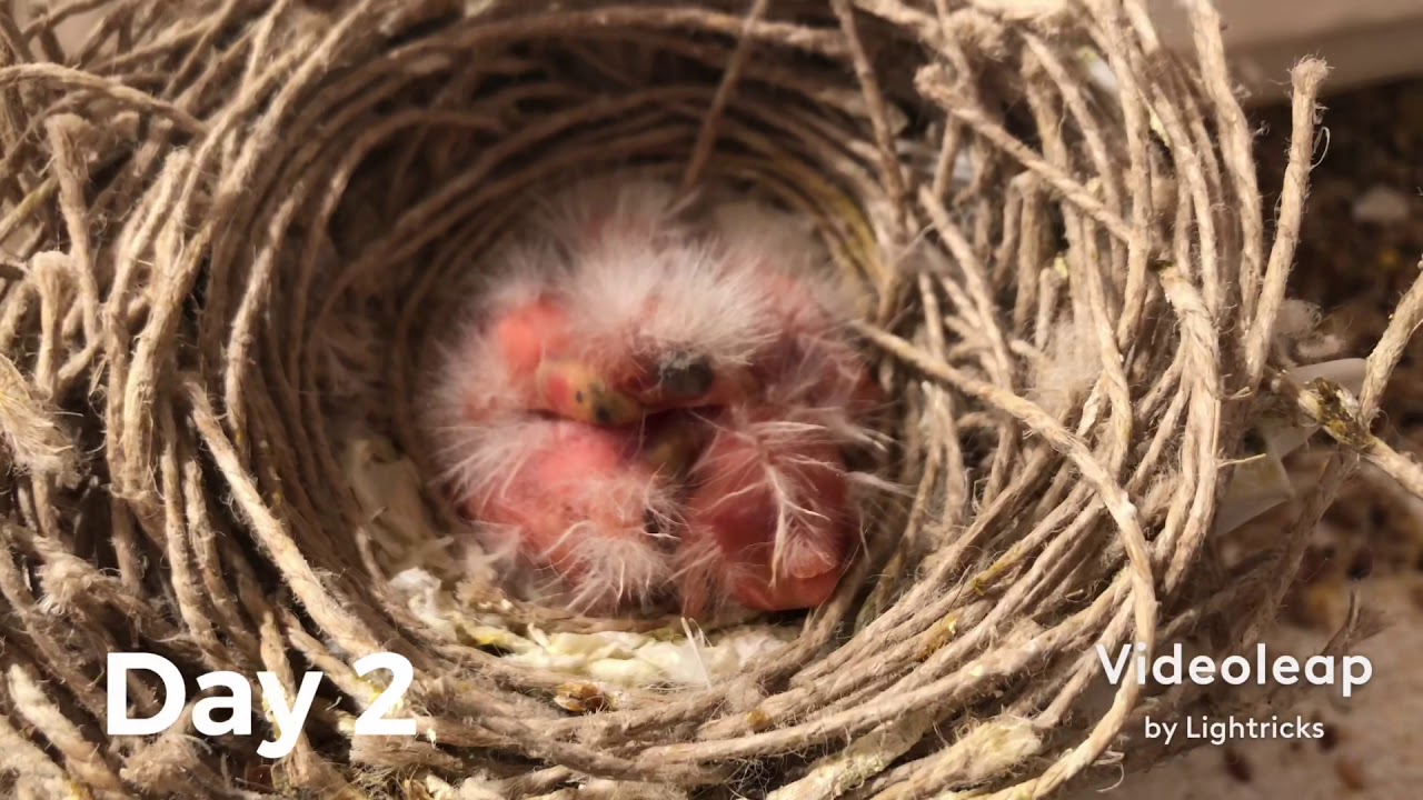 Canaries Breeding Season 2021 part2