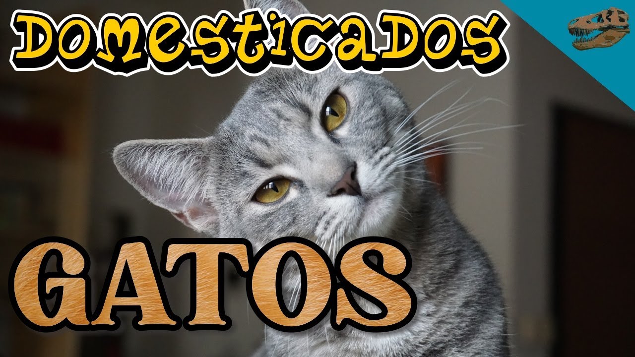Domesticados: GATOS (¿Dónde y cuándo se domesticaron estos animales?)