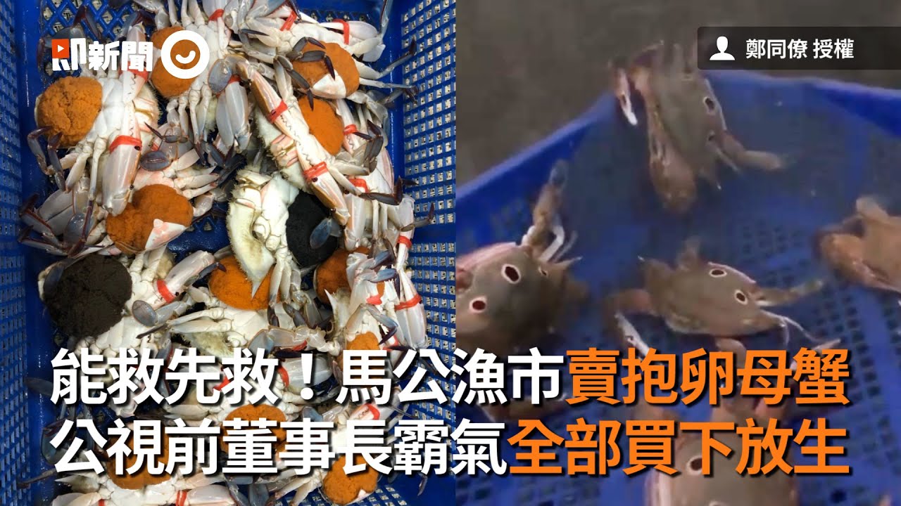 馬公漁市賣抱卵母蟹！公視前董事長全買下放生｜動物｜保育｜鄭同僚