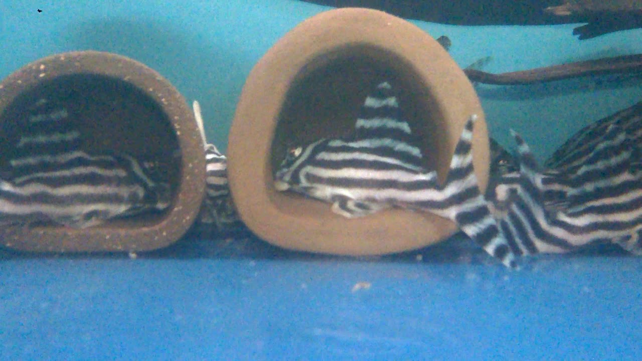 Hypancistrus sp. L46 zebra