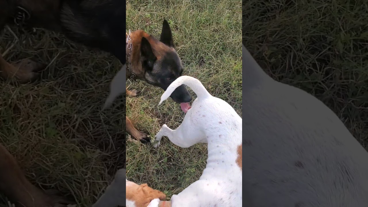 #puppy #subscribe #animals #youtubeshorts #cute #shorts #love #nature #germanshepherd