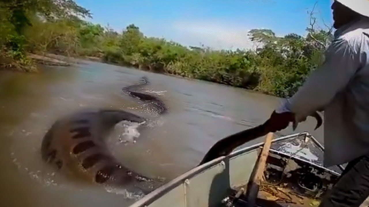 10 MONSTRUOS MÁS MORTALES DEL AMAZONAS