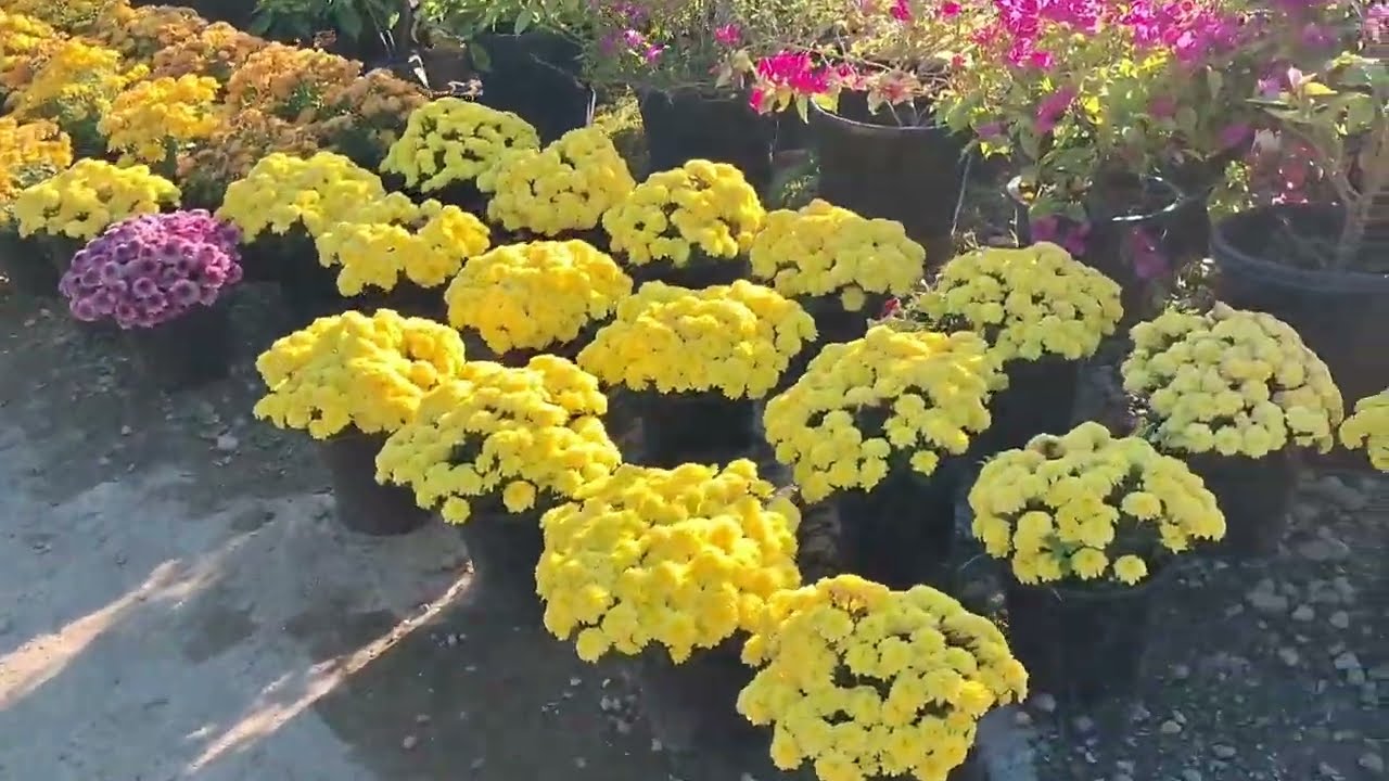Kanand Nandan nursery,Ruksin Arunachal Pradesh #winterfloweringplant #indoorplant