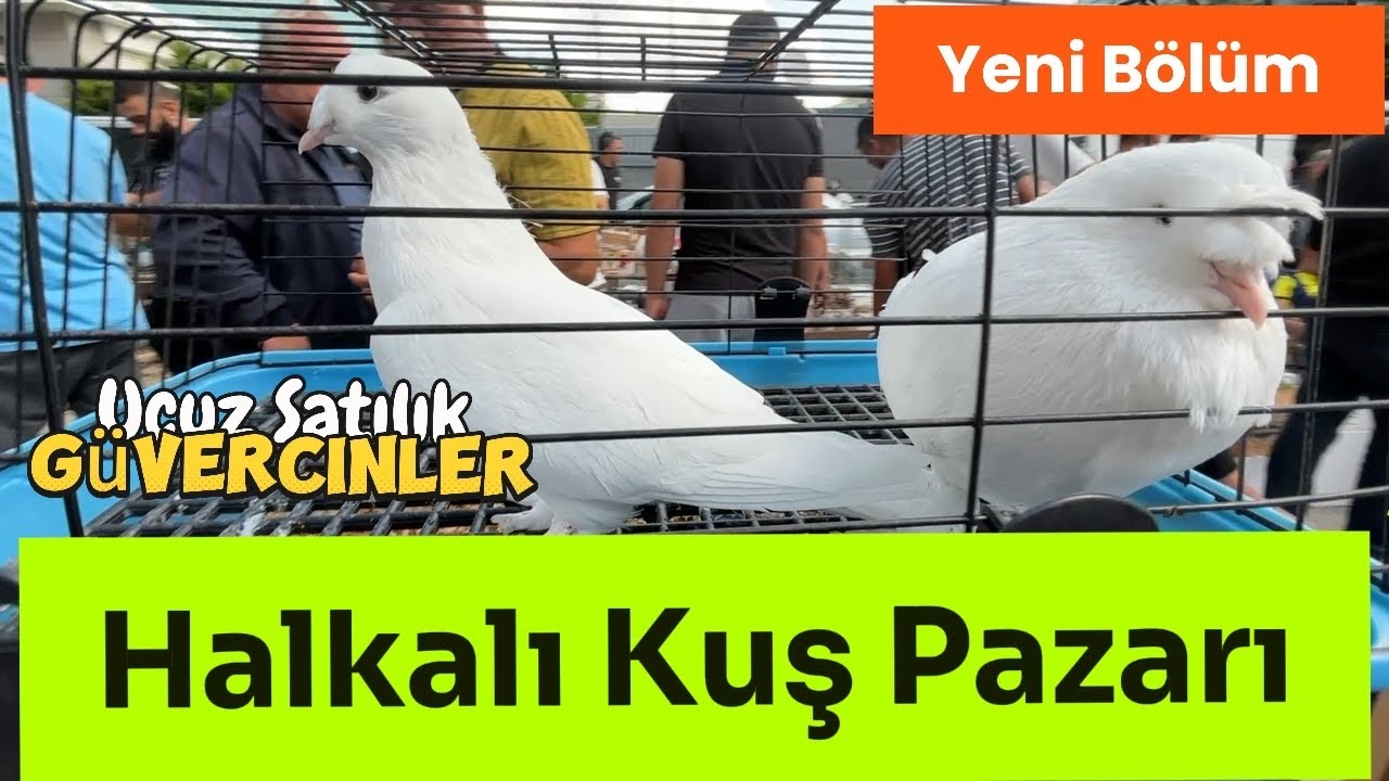 Halkalı Kuş Pazarı - İstanbul Güvercin Pazarı #kuşpazarı #güvercin 
