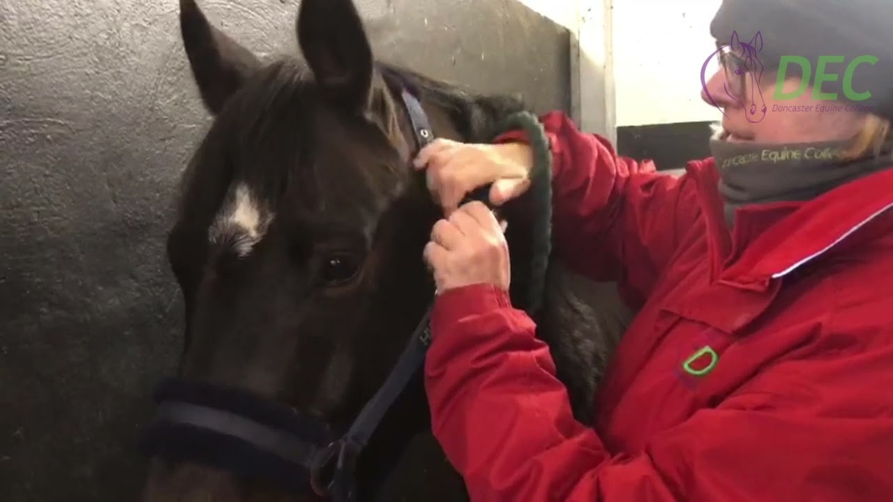 DEC How To correctly Fit a Headcollar