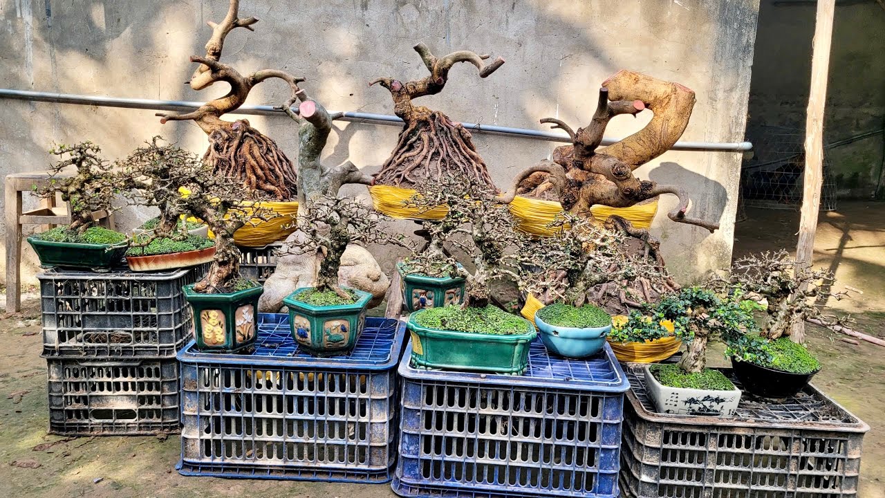 Phôi Giấy Mỹ Đẹp, Sam Núi Trái, Mai Vàng Đế Nôm (chào bán 12/3) Bé Sáu Bonsai