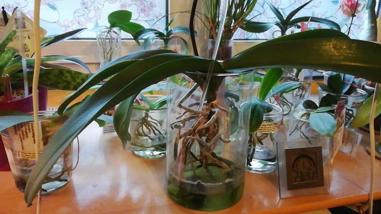 Phalaenopsis BigLip Orchidee in Wasserkultur