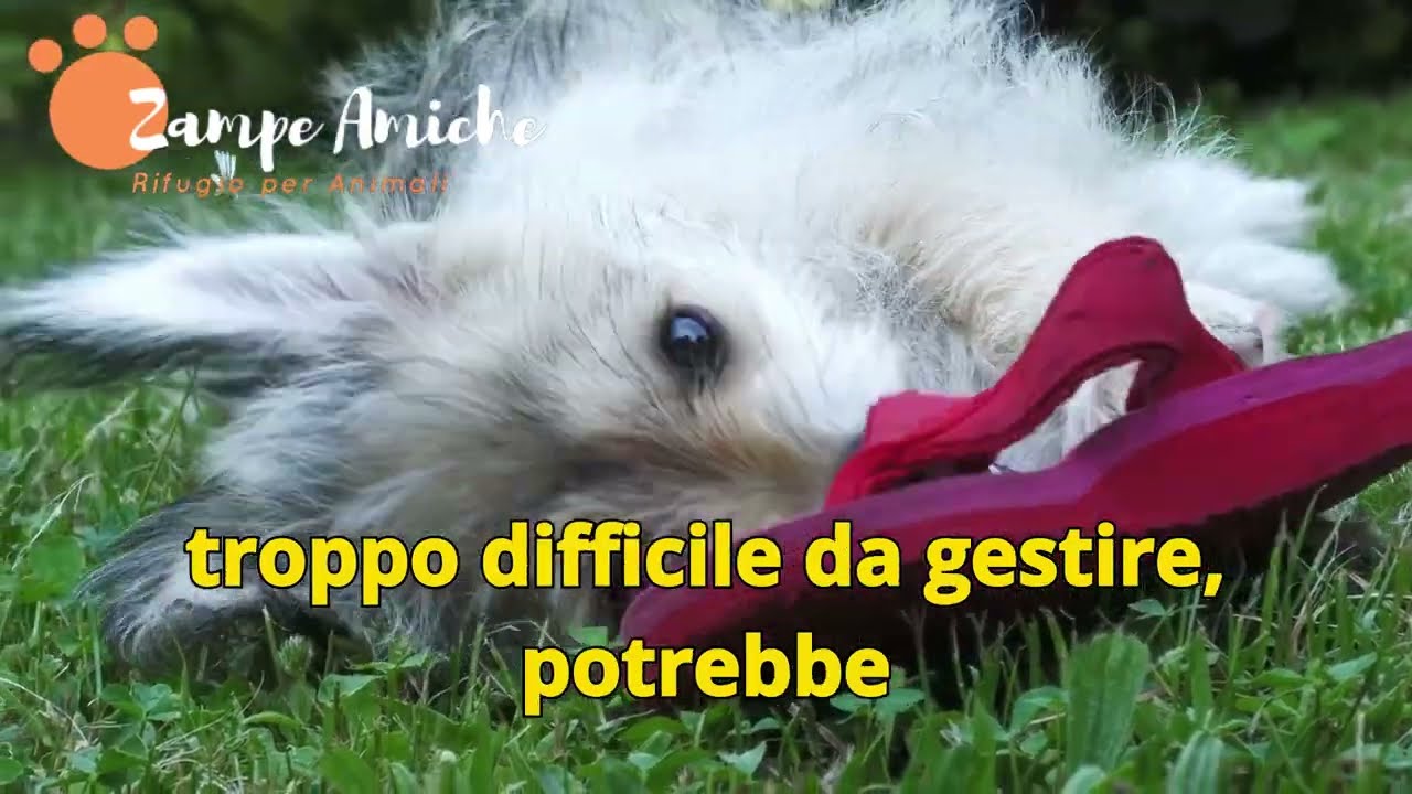 Come Gestire il Cucciolo Cane👉 che Morde Mani e Piedi 