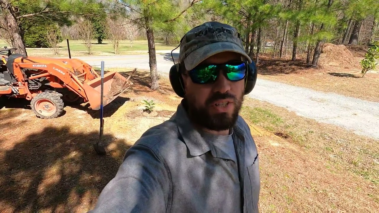Magnolia: Care in transplanting makes for a beautiful tree.