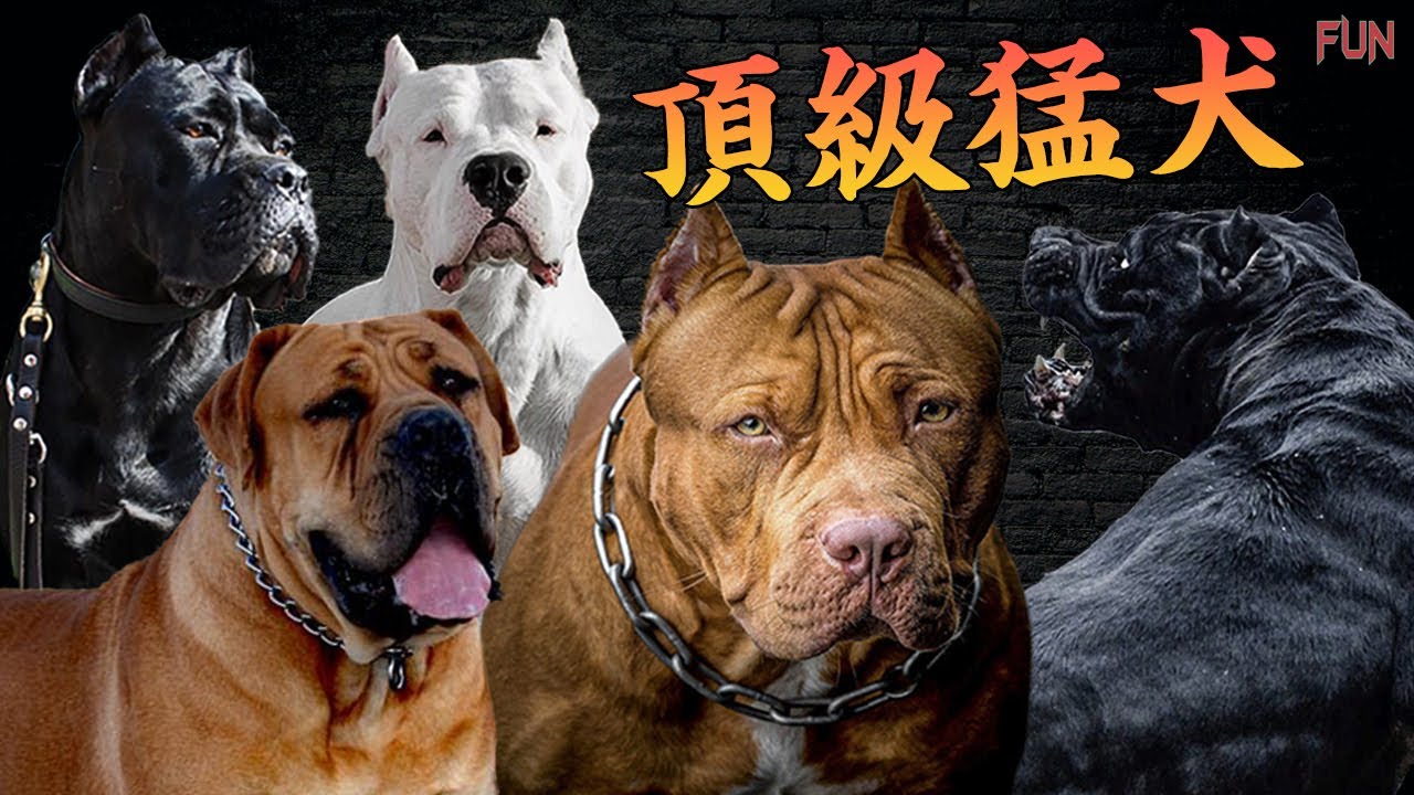 【禁】太過兇猛好鬥，被世界各國禁養的9種頂級猛犬！