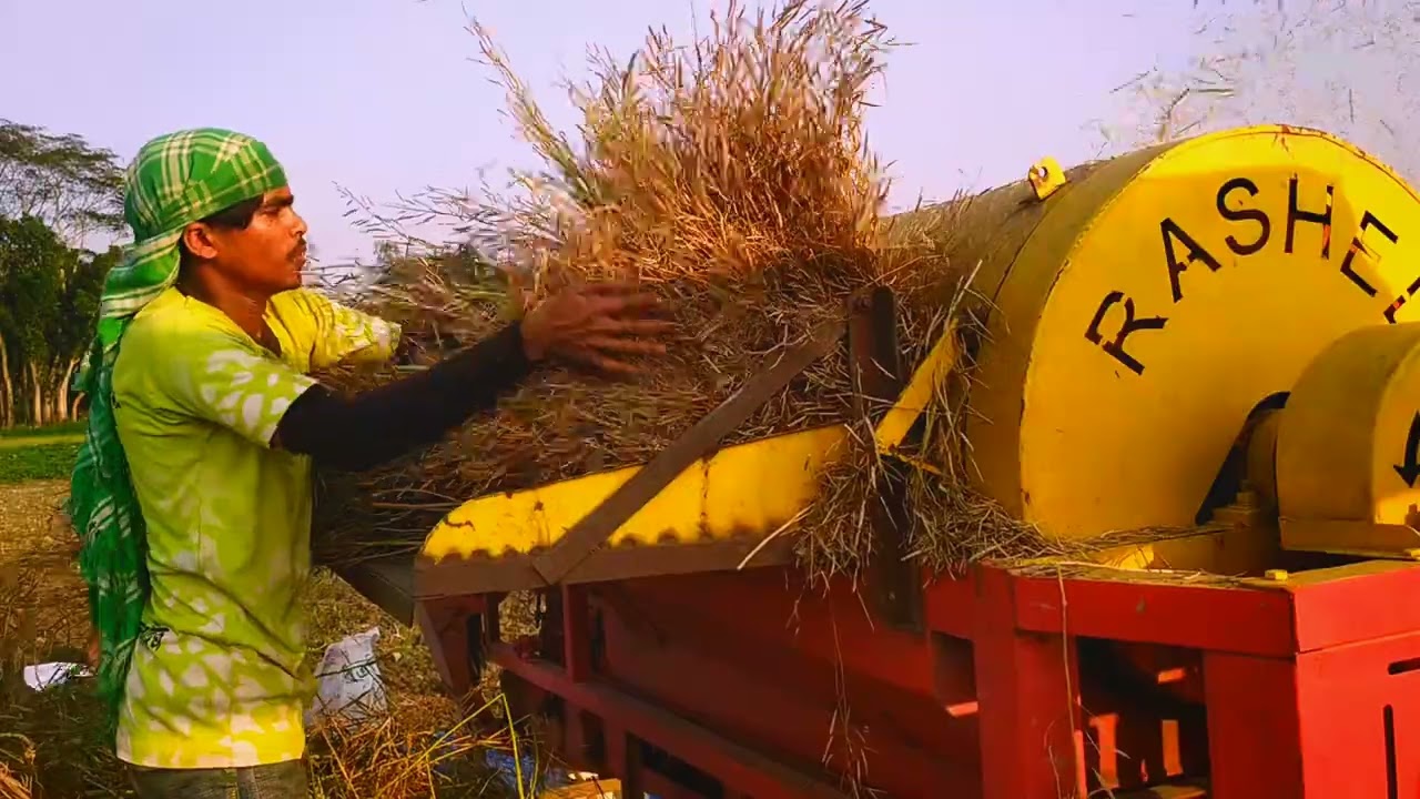 সরিষা মাড়াই মেশিন, সরিষা গাছ থেকে সরিষা ছাড়ানোর পদ্ধতি