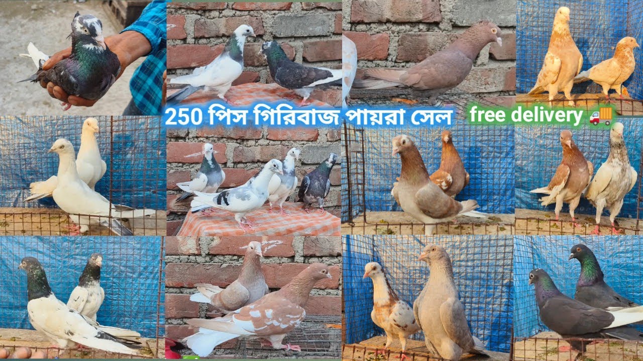 ছোট ঠোটের গিরিবাজ পায়রা সেল✅|| সড়ক বাজির গিরিবাজ সেল মুর্শিদাবাদে || @dspigeon519