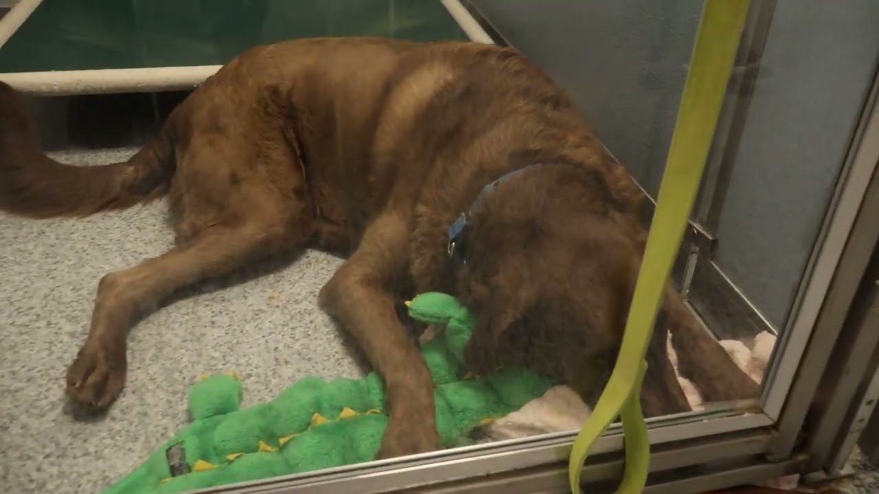 Berea Animal Rescue Friends