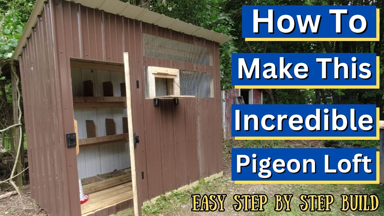 How To Make This DIY Easy To Construct Pigeon Loft, WITH STEP BY STEP BUILD!!!
