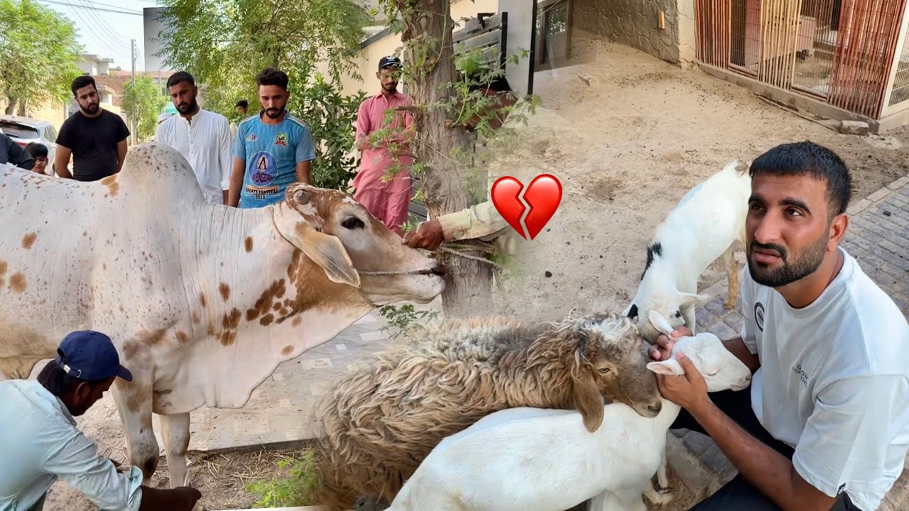 Mera Badsha Allah Ki Rah Main Qurban Hogea💔