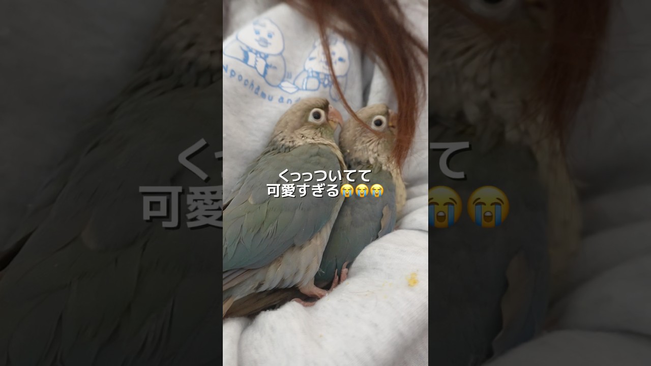 新入りウロコインコが可愛すぎる、、、